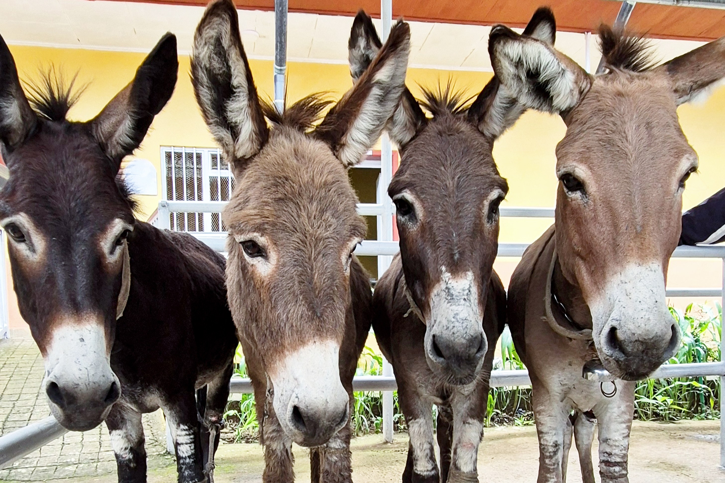 Four donkeys receiving treatment at a donkey clinic in Addis Ababa, Ethiopia.