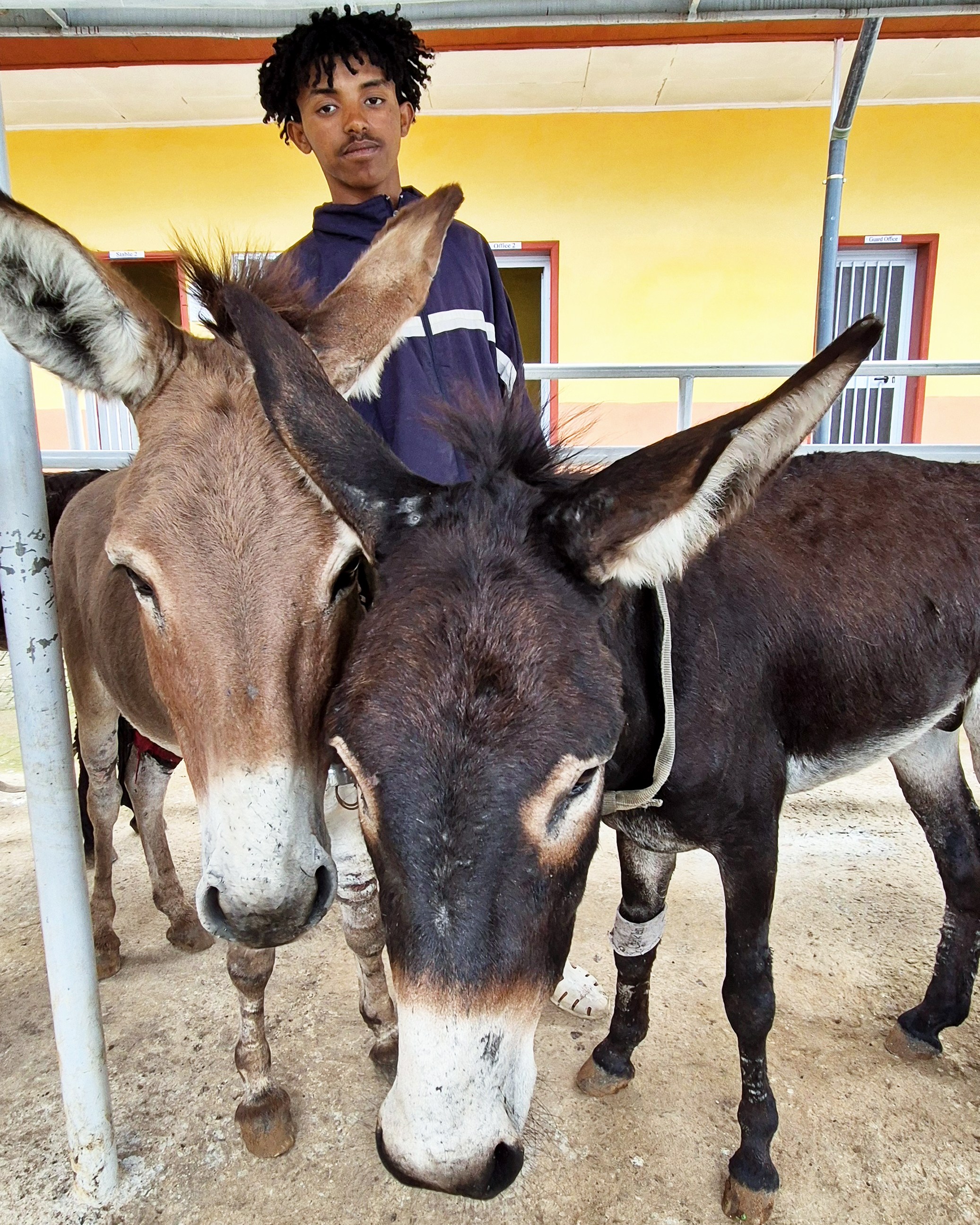 Wegderes with two of his four donkeys receiving treatment at a donkey clinic in Addis Ababa, Ethiopia.