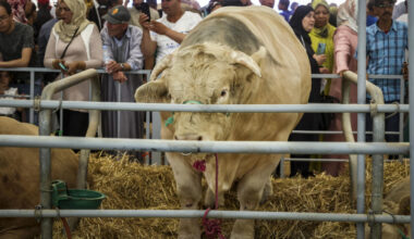 Maroc, redonner sa splendeur d’antan à l’élevage - Un jour au village