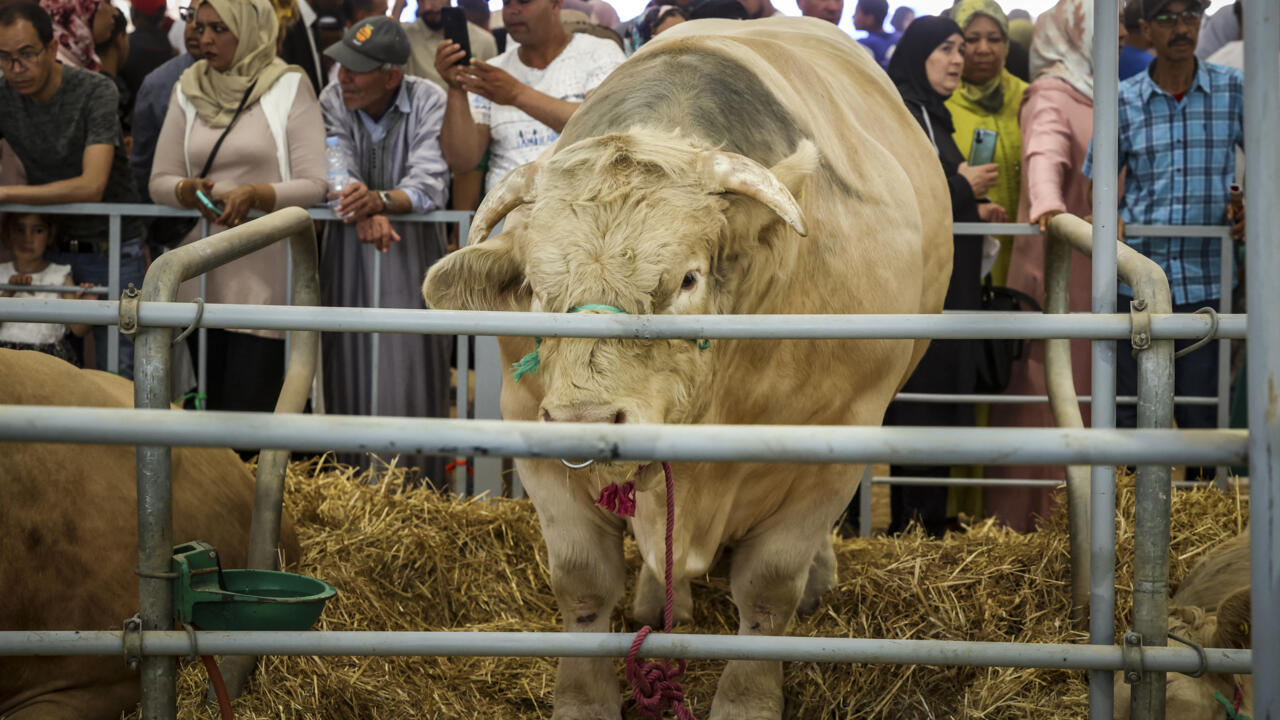 Maroc, redonner sa splendeur d’antan à l’élevage - Un jour au village