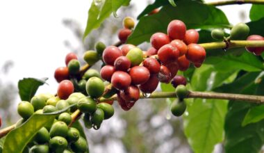 Uganda: Kasese Farmers Reap Big From Coffee As Incomes Rise