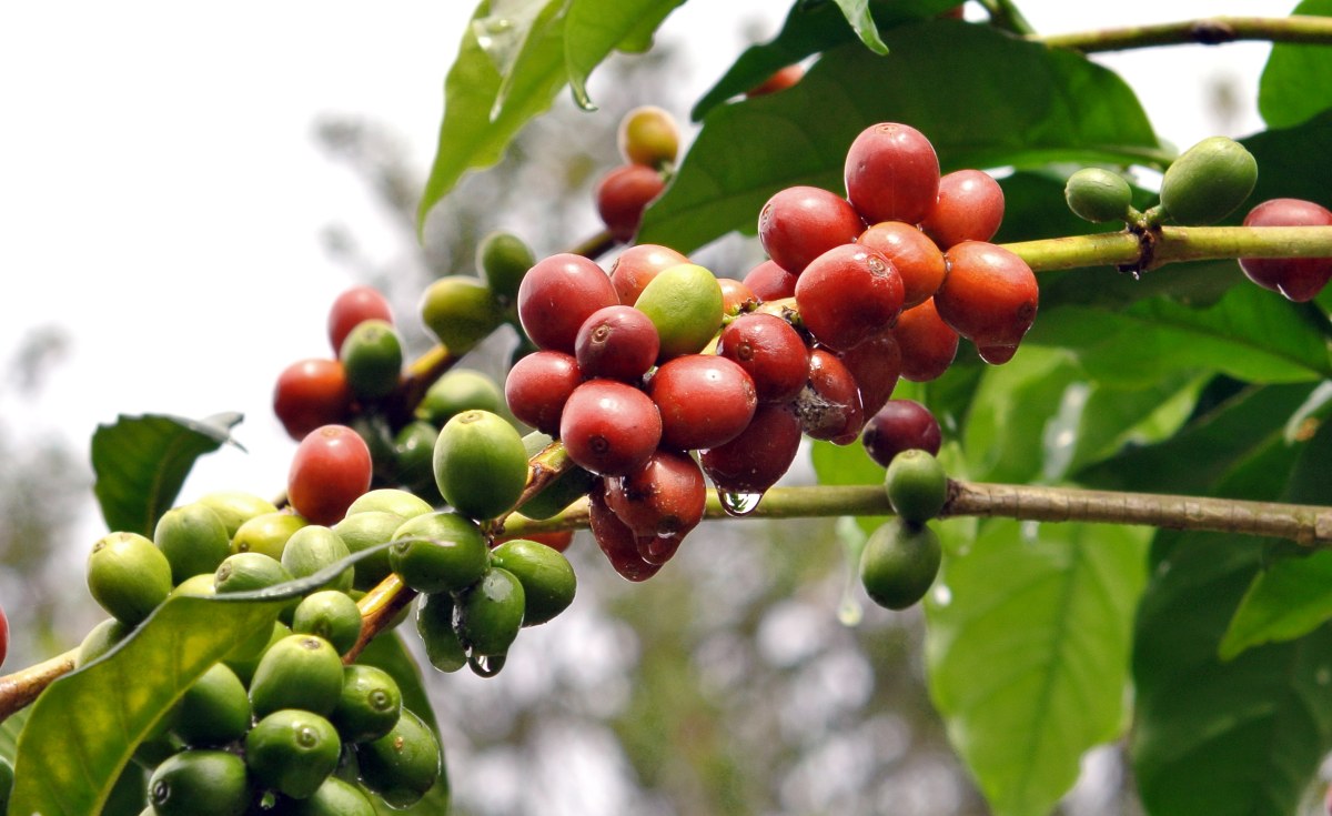 Uganda: Kasese Farmers Reap Big From Coffee As Incomes Rise
