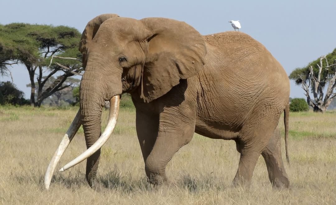 Kenya: Conservationists in Kenya Pay Tribute to the Late 'Super Tusker' Craig