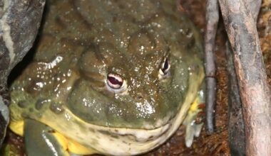 Namibia: Illegal By Law, Overlooked By the State - the Silent Frog Harvest in Namibia