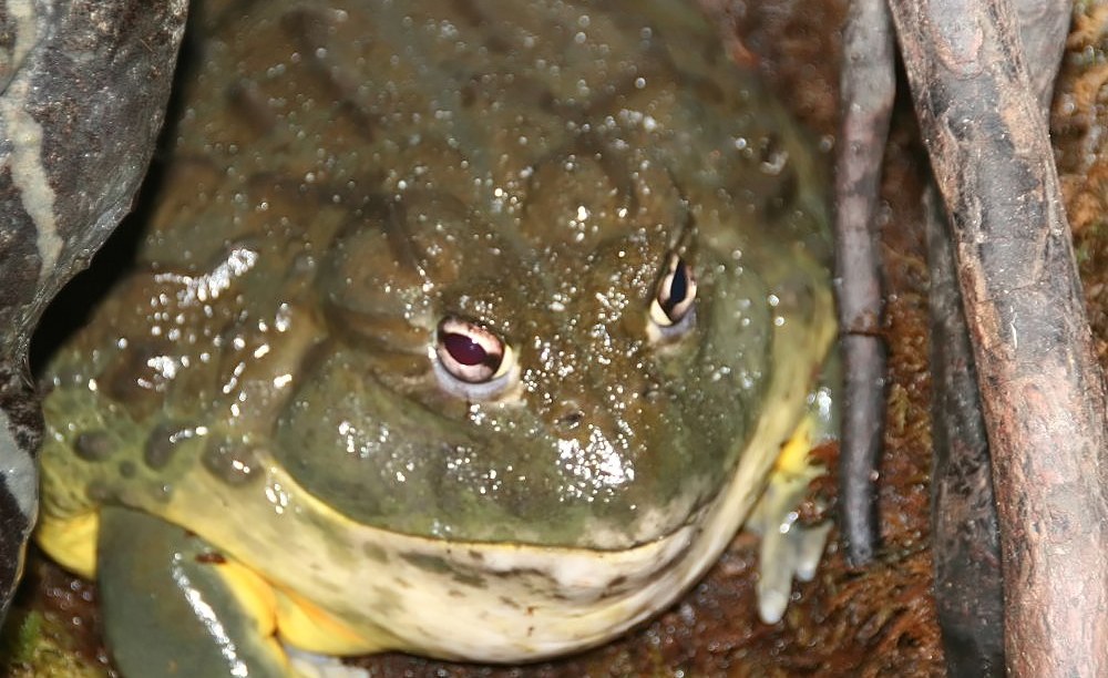 Namibia: Illegal By Law, Overlooked By the State - the Silent Frog Harvest in Namibia