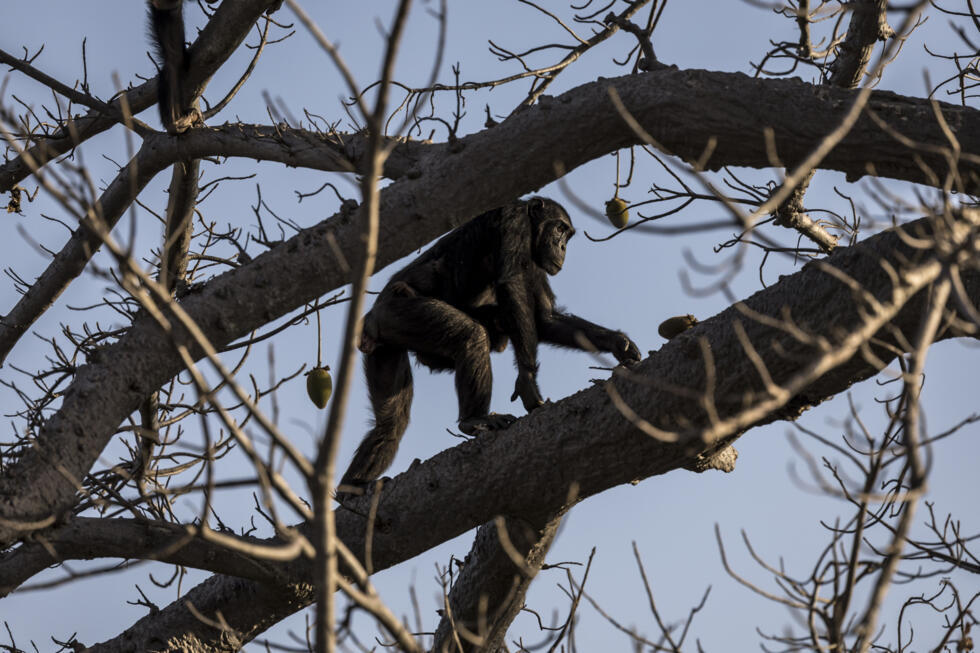 Un chimpanzé d'Afrique de l'Ouest dans un arbre dans la savane de Fongoli, le 10 décembre 2025 au Sénégal