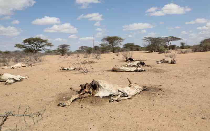 Red alert: Hunger crisis looms as drought tightens grip on counties