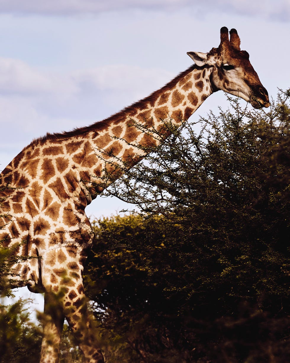 giraffe feeding on leaves among bushes
