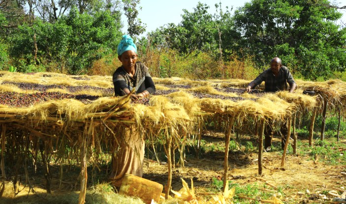 Two farmers spreading coffee berries on raised drying beds outdoors, illustrating smallholder coffee processing within diversified agroforestry systems in Ethiopia.