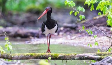 Trois cigognes noires ont été baguées