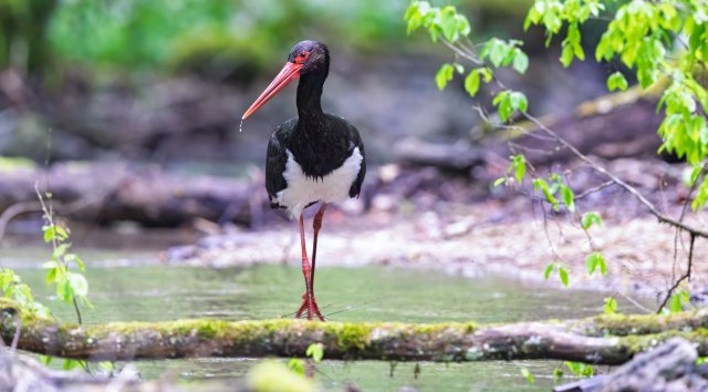 Trois cigognes noires ont été baguées