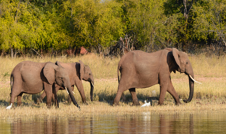 Zimbabwe forest carbon megaproject generated millions of junk credits