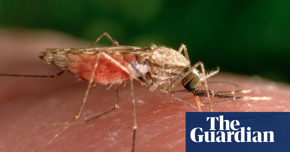 Malaria ‘back with a vengeance’ in Zimbabwe as number of deaths from the disease triple | Global development