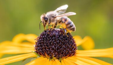 'Biodiversity, ecosystem services and… | Oxford Martin School