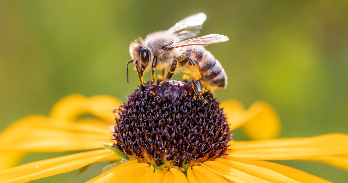 'Biodiversity, ecosystem services and… | Oxford Martin School