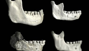 Des fossiles découverts au Maroc renforcent l’idée qu’«Homo sapiens» est bien né en Afrique