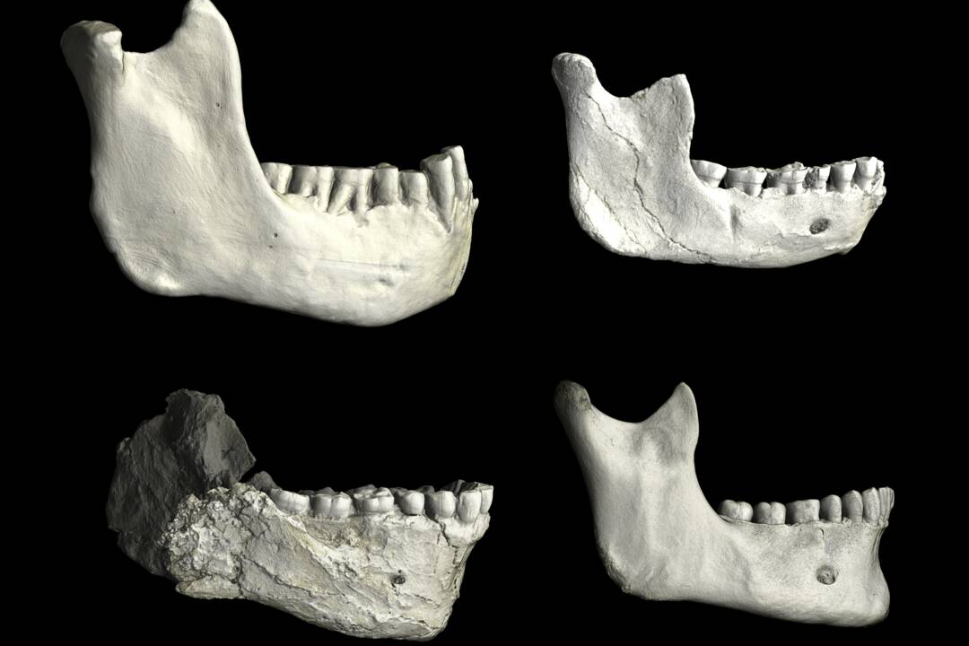Des fossiles découverts au Maroc renforcent l’idée qu’«Homo sapiens» est bien né en Afrique