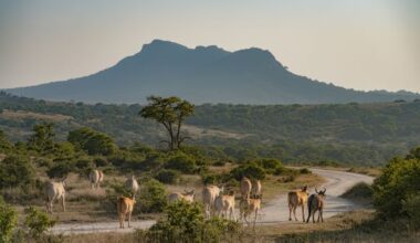 Enjoy a luxury safari experience with travelzoo’s exclusive kruger safari offer.