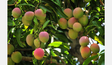 Etunda irrigation project Namibia reports 60-ton mango harvest