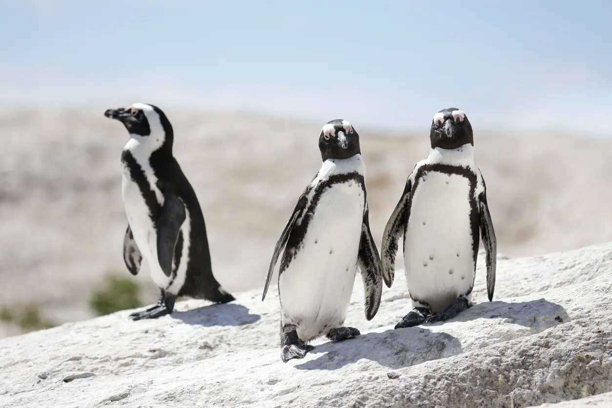 African Penguins at Boulders Beach in Simon's Town