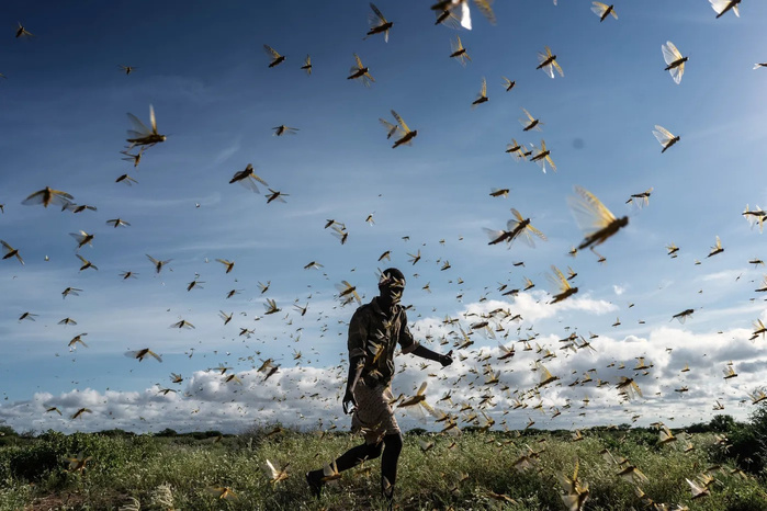 Une nuée de criquets pèlerins dans le comté de Samburu, au Kenya, le 21 mai 2020. Fredrik Lerneryd / Getty Images/AFP Une nuée de criquets pèlerins dans le comté de Samburu, au Kenya, le 21 mai 2020. Fredrik Lerneryd / Getty Images/AFP