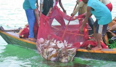 Inside the trade in FGM body parts linked to fishing success