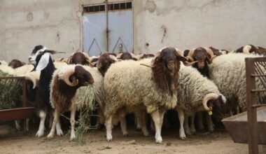Les prix des viandes toujours hors de contrôle malgré le plan de soutien et des pâturages favorables