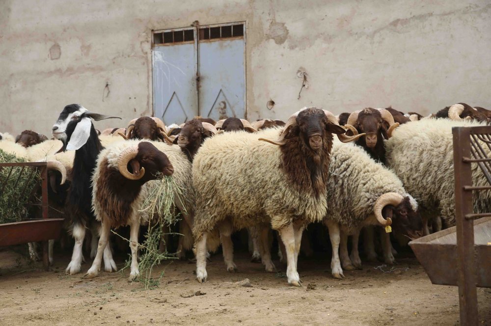 Les prix des viandes toujours hors de contrôle malgré le plan de soutien et des pâturages favorables