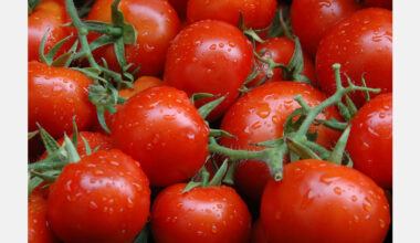 Ghana dry-season tomato harvest expands under FSRP partnership