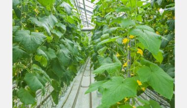 Ghanaian experts call for more use of smart agriculture