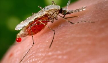 Le réchauffement climatique pourrait entraîner 532 000 décès supplémentaires liés au paludisme en Afrique d’ici 2050