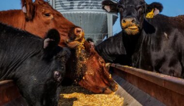 South Africa rolls out vaccination targeting 20 million cattle as foot‑and‑mouth disease spreads