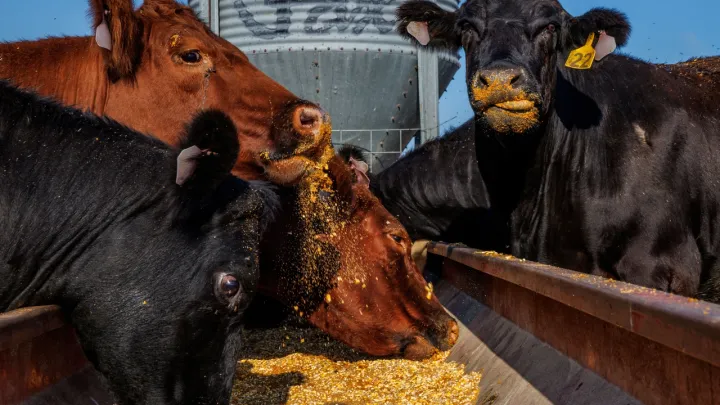 South Africa rolls out vaccination targeting 20 million cattle as foot‑and‑mouth disease spreads