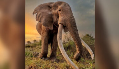 Image taken from Kenya Wildlife Service (KWS) official account on X.