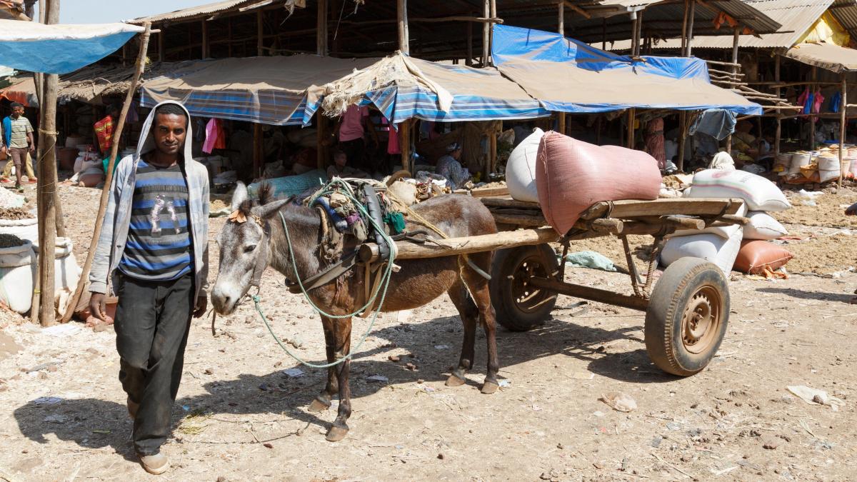 How a little donkey clinic keeps Ethiopia’s economy on its feet