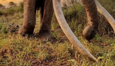 Rare 'Super Tusker' Craig Dies at 54 - 조선일보