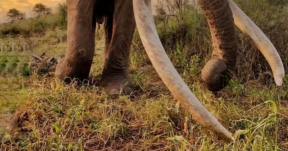 Rare 'Super Tusker' Craig Dies at 54 - 조선일보