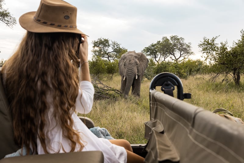 An elephant on Ulusaba safari