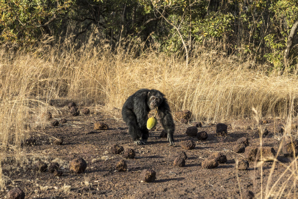 Un chimpanzé d'Afrique de l'Ouest transporte un fruit dans la savane de Fongoli, le 10 décembre 2025 dans la région de Kédougou, au Sénégal