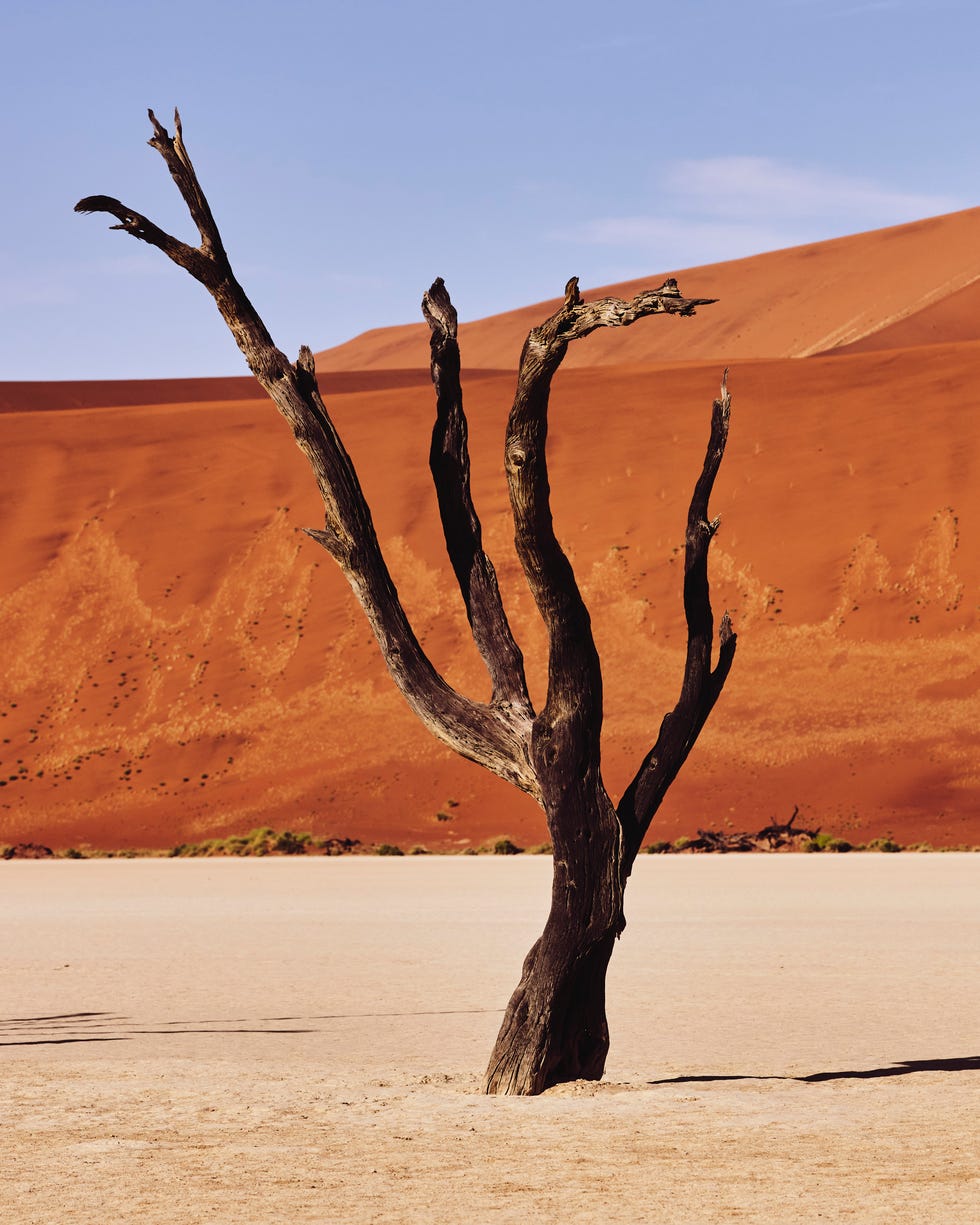dead tree in a desert valley