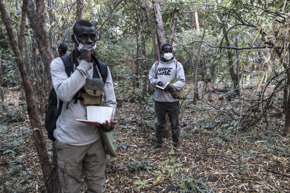 Les chercheurs sénégalais Michel Tama Sadiakhou (g) et Nazaire Bonnag (d) prennent des notes pendant leur travail d'observation d'un groupe de chimpanzés d'Afrique de l'Ouest, le 10 décembre 2025 dans la région de Kédougou, le 10 décembre 2025 au Sénégal