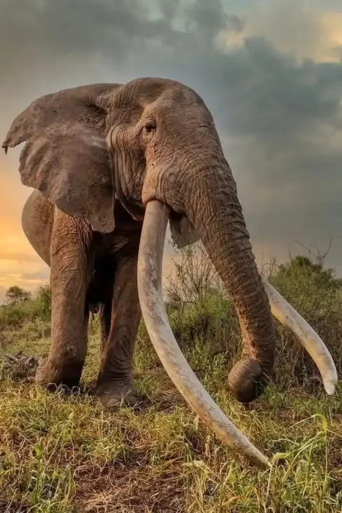<p>Craig was one of the last remaining Super Tuskers in the world.</p><p class="copyright">©Kenya Wildlife Service via AP – <a href="https://apnews.com/article/kenya-elephant-craig-died-640cce608949bae6f9c4cf93953370e4" rel="nofollow noopener" target="_blank" data-ylk="slk:Original;elm:context_link;itc:0;sec:content-canvas" class="link ">Original</a> / <a href="https://apnews.com/article/kenya-elephant-craig-died-640cce608949bae6f9c4cf93953370e4" rel="nofollow noopener" target="_blank" data-ylk="slk:License;elm:context_link;itc:0;sec:content-canvas" class="link ">License</a></p>