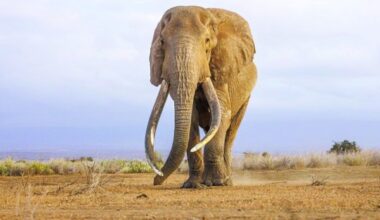 Super tusker Craig dies in Kenyan park at 54