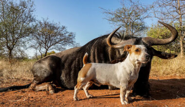 Yahoo lifestyle home