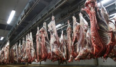 Tanger: l’abattage clandestin de viande met en péril la santé publique