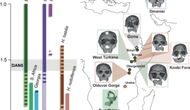 New reconstruction of DAN5 cranium (Gona, Ethiopia) supports complex emergence of Homo erectus