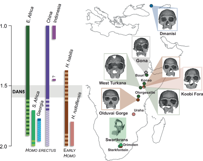 New reconstruction of DAN5 cranium (Gona, Ethiopia) supports complex emergence of Homo erectus