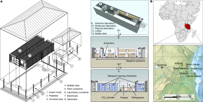 Gene-drive-capable mosquitoes suppress patient-derived malaria in Tanzania