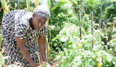 How to check 2025 KCSE results