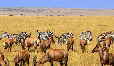 The real state of biodiversity in sub-Saharan Africa | News | CORDIS